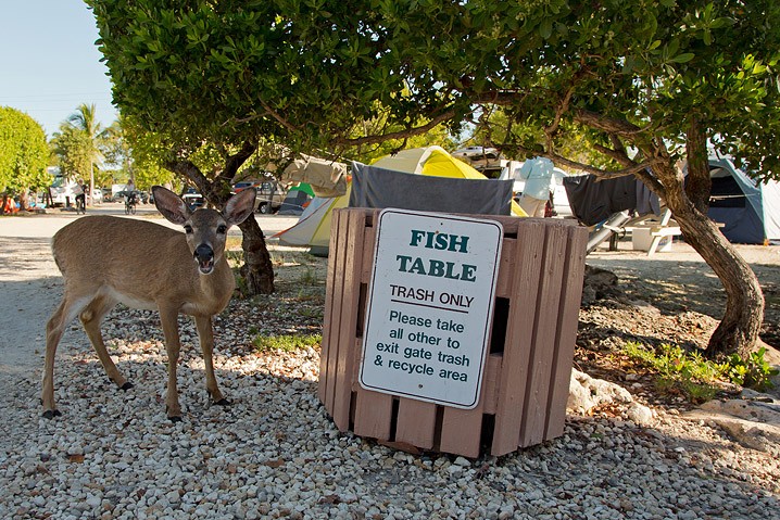 Tourismus Human Impact Key Hirsch Odocoileus virginianus Key Deer